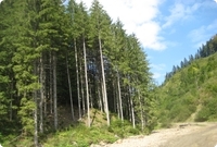 Padurile de conifere din Romania se afla &icirc;n mod natural la altitudini cuprinse intre 800 si 1400 de metri.
