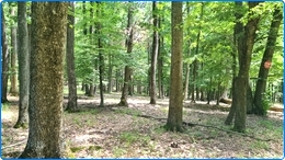 Padure 1400 Ha de vanzare