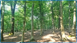 Padure 450 Ha de vanzare